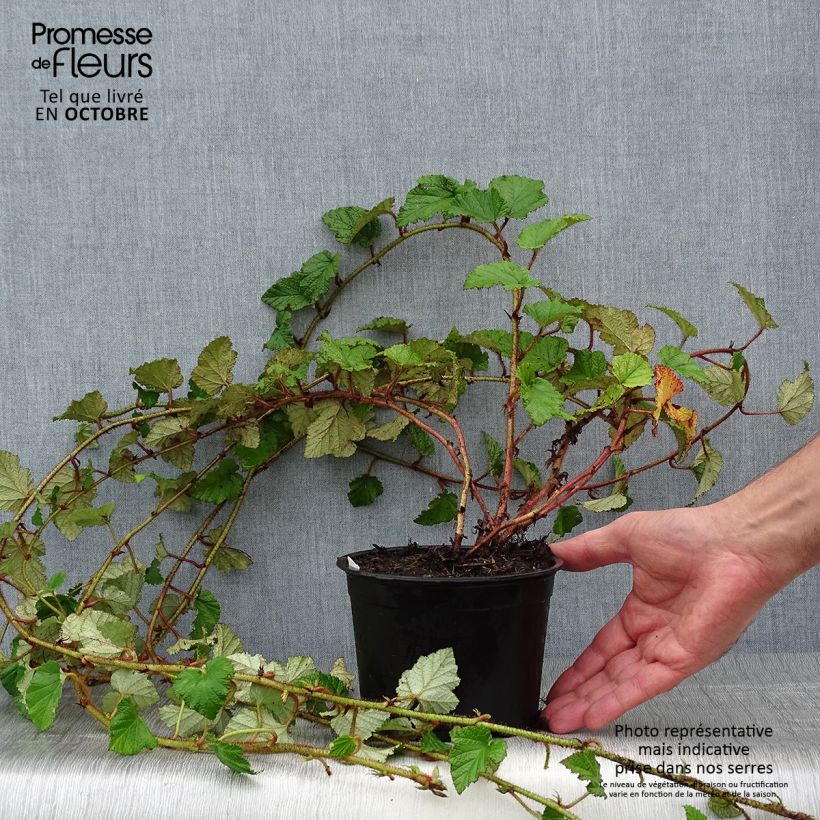 Rubus tricolor 1L/1.5L pot sample as delivered in autumn