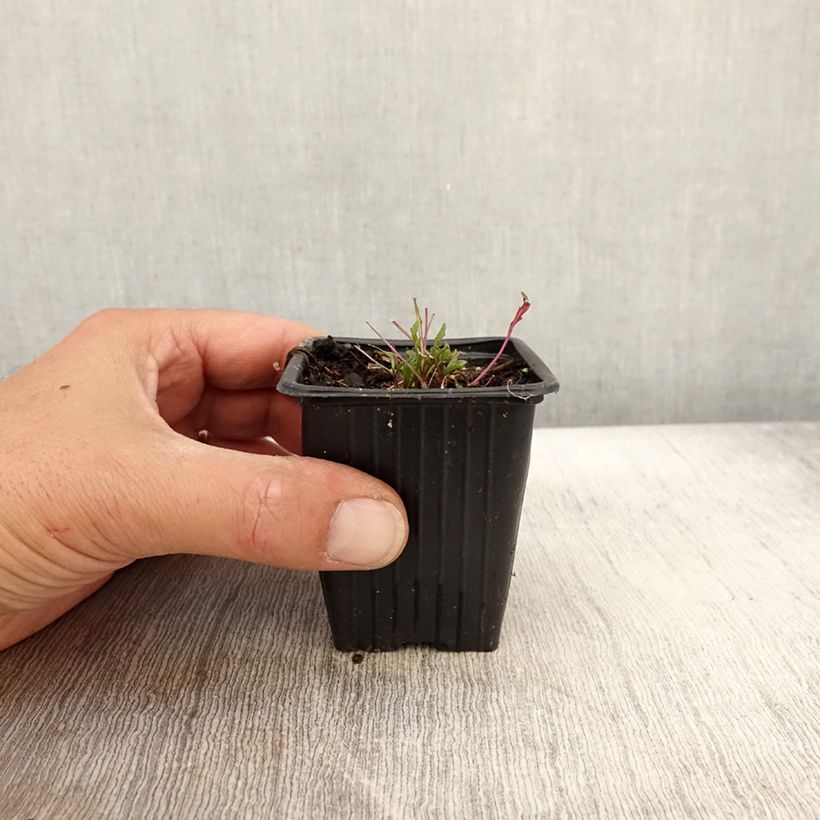 Organic Wild Rocket - Diplotaxis erucoides 8/9 cm pot sample as delivered in autumn