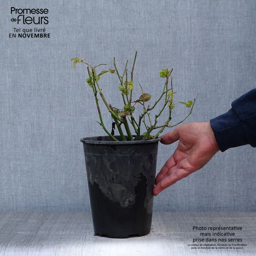 Rosa x polyantha Golden Border - Polyantha Rose 3L/4L pot sample as delivered in autumn