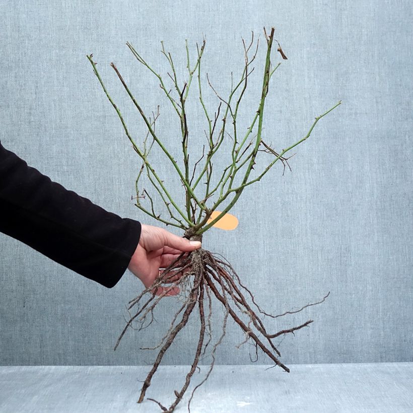 Rosa x polyantha Louis Blériot Bare root sample as delivered in winter