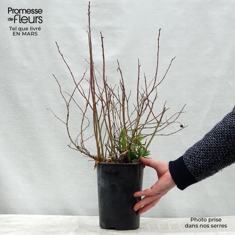 Rosa nitida 2L/3L pot sample as delivered in winter