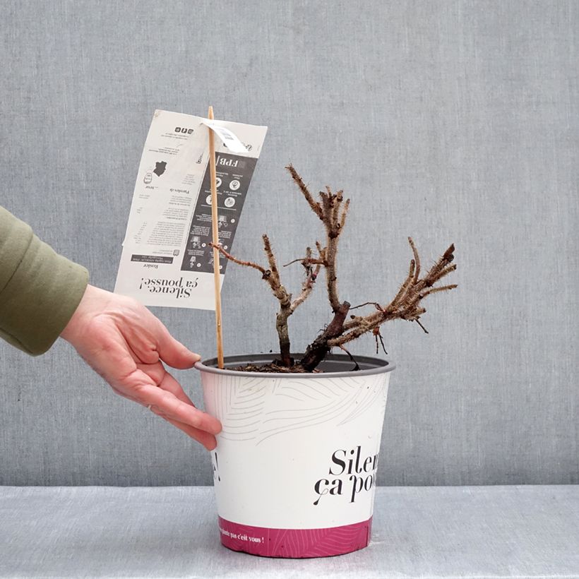 Rosa rugosa Angelia Pink - Rugosa Rose 4L/5L pot sample as delivered in winter