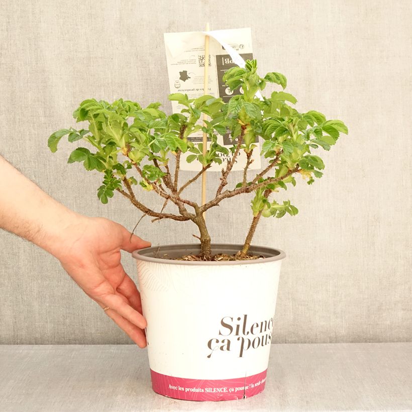 Rosa rugosa Angelia Pink - Rugosa Rose 4L/5L pot sample as delivered in spring