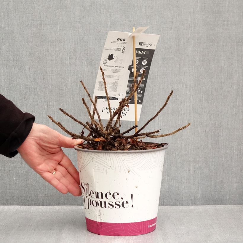 Rosa rugosa Angelia Purple - Rugosa Rose 4L/5L pot sample as delivered in autumn