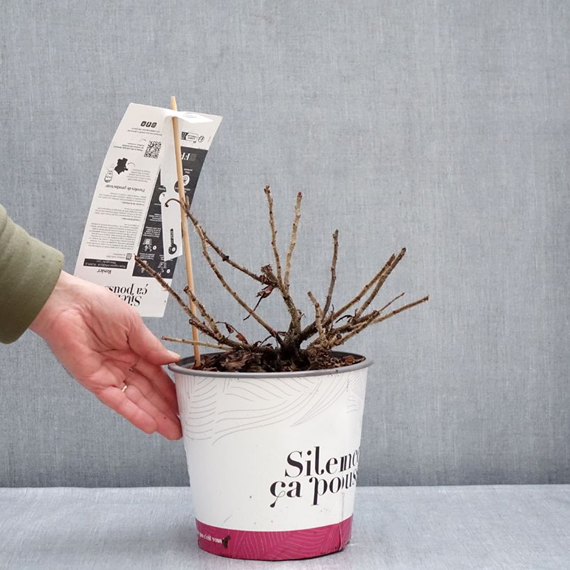 Rosa rugosa Angelia Purple - Rugosa Rose 4L/5L pot sample as delivered in winter