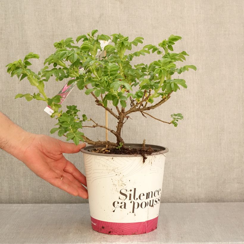 Rosa rugosa Angelia Purple - Rugosa Rose 4L/5L pot sample as delivered in spring