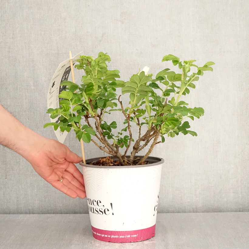 Rosa rugosa Angelia® White - Rugosa rose 4L/5L pot sample as delivered in spring