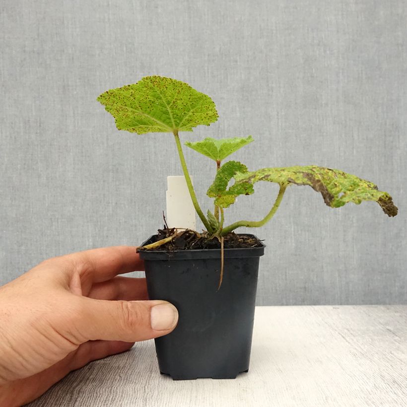 Alcea rosea Chaters Double purple - Hollyhock 8/9 cm pot sample as delivered in spring