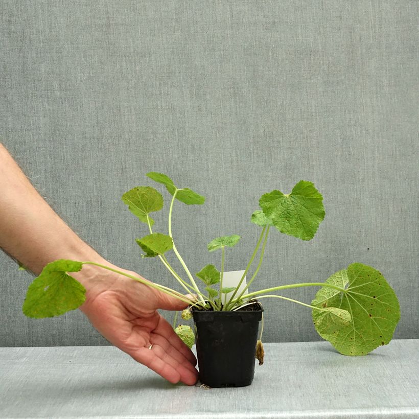 Alcea rosea Mars Magic - Hollyhock 8/9 cm pot sample as delivered in autumn