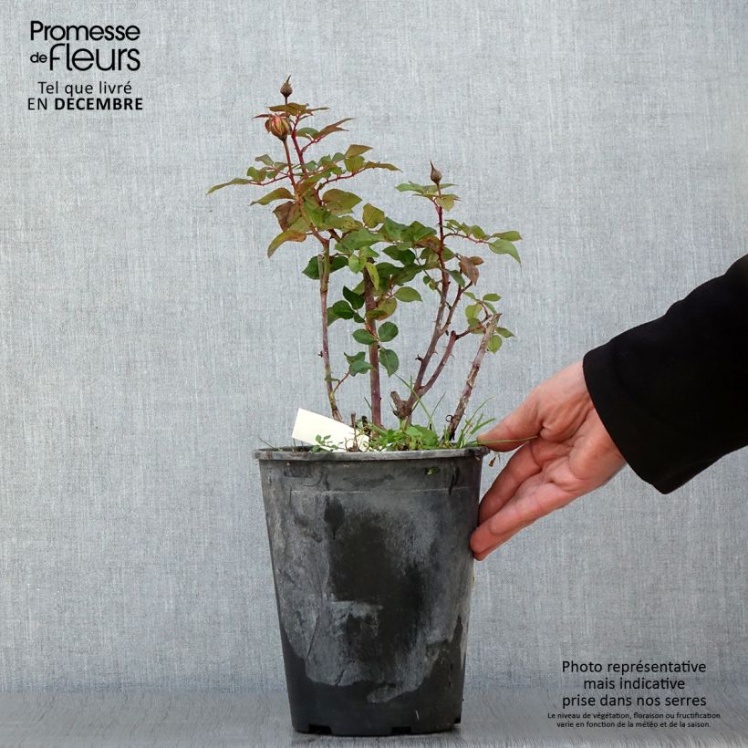 Rosa x floribunda Abbatiale de Pontigny - Floribunda Rose 4L/5L pot sample as delivered in autumn