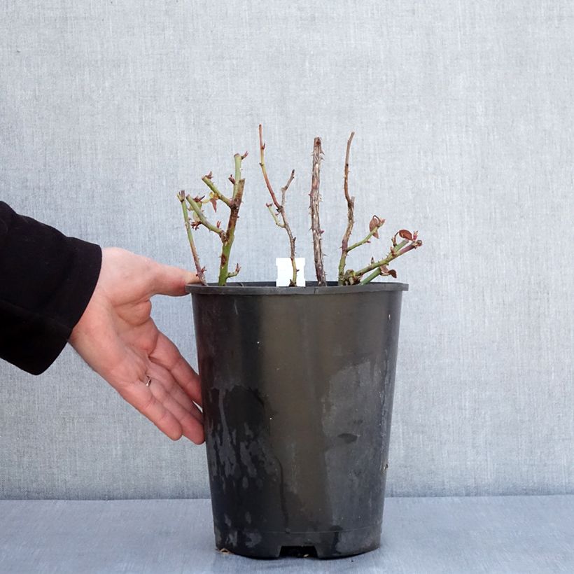 Rosa x floribunda Rosa Anny Duperey 4L/5L pot sample as delivered in winter