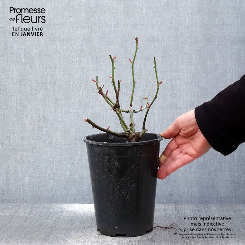 Rosa x floribunda Astronomia - Floribunda Rose 4L/5L pot sample as delivered in winter