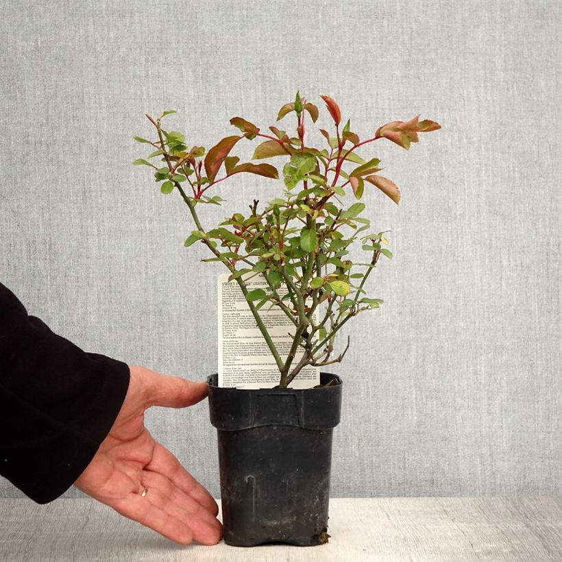 Rosa x floribunda Astronomia - Floribunda Rose 10cm/11cm pot sample as delivered in spring