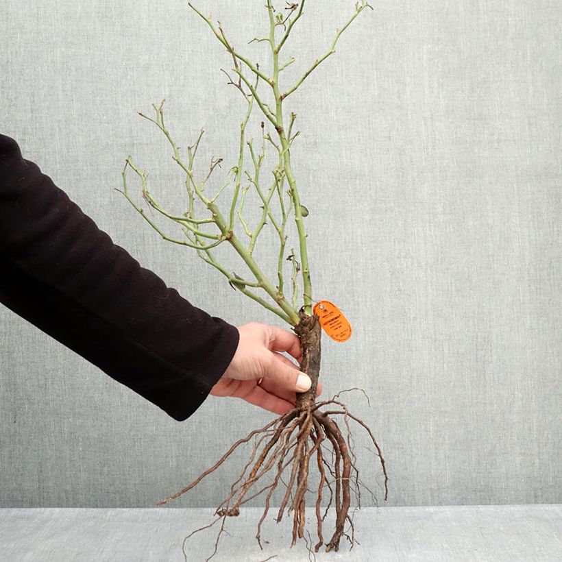 Rosa x floribunda Astronomia - Floribunda Rose Bare root sample as delivered in winter