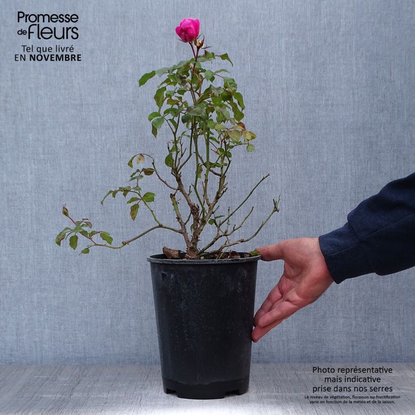 Rosa x floribunda Berleburg 'Poulbella' 3L/4L pot sample as delivered in autumn