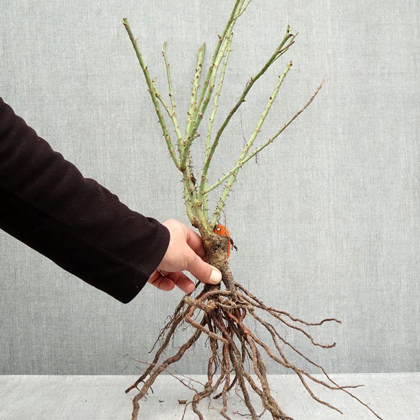 Rosa Bluebell - Floribunda Rose Bare root sample as delivered in winter