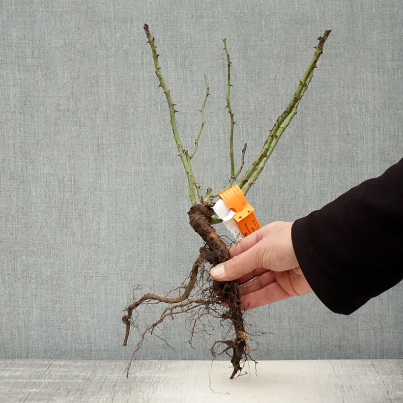 Rosa Botticelli Bare root sample as delivered in winter