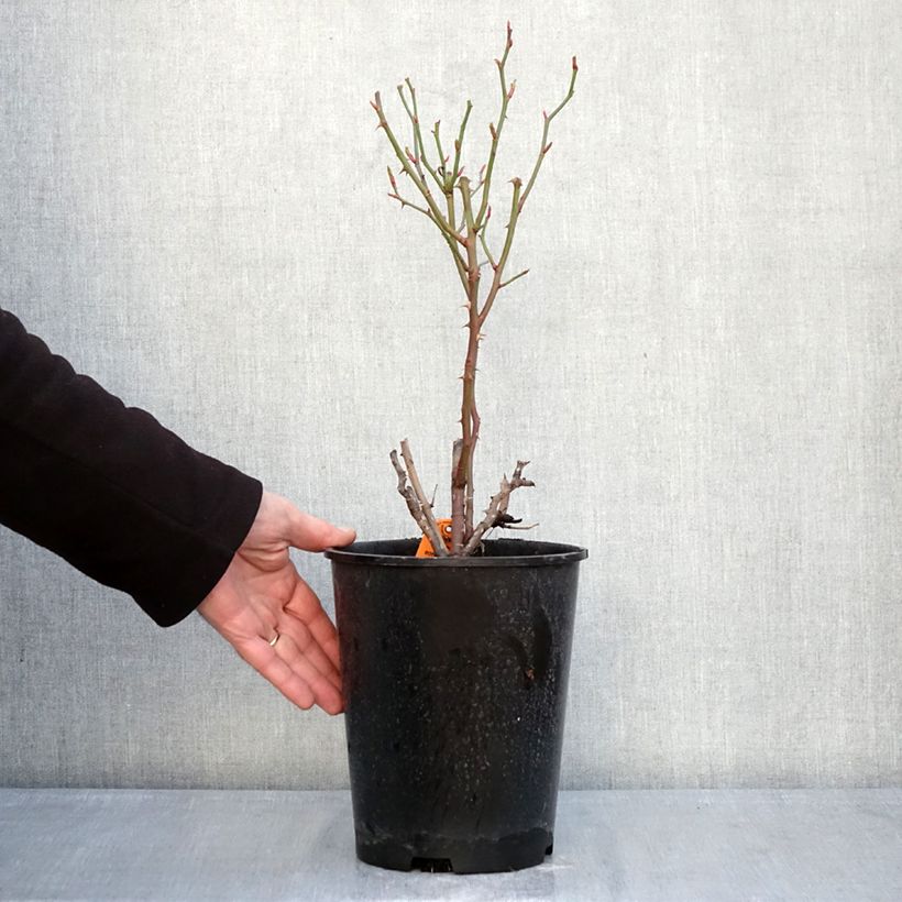 Rosa Botticelli 4L/5L pot sample as delivered in winter