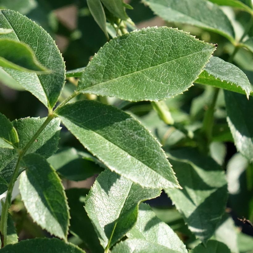 Rosa floribunda Carte Blanche de 1999 - Floribunda Rose (Foliage)