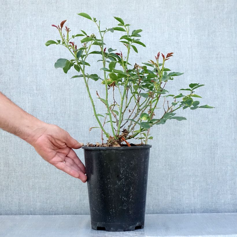 Rosa floribunda Carte Blanche de 1999 - Floribunda Rose 4L/5L pot sample as delivered in summer