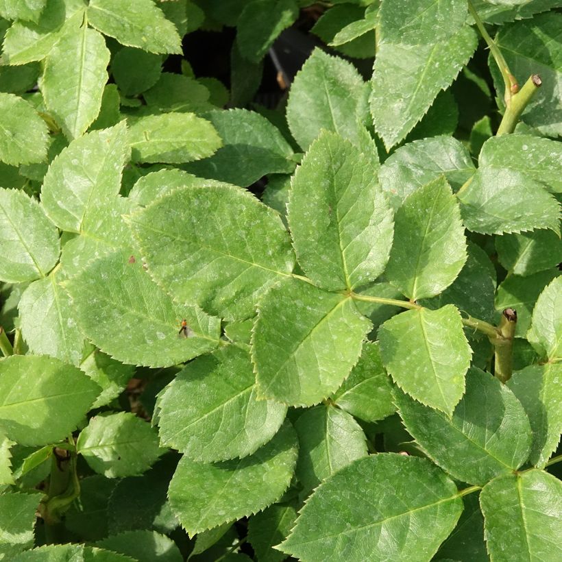 Rosa floribunda Carte d'Or - Floribunda Rose (Foliage)
