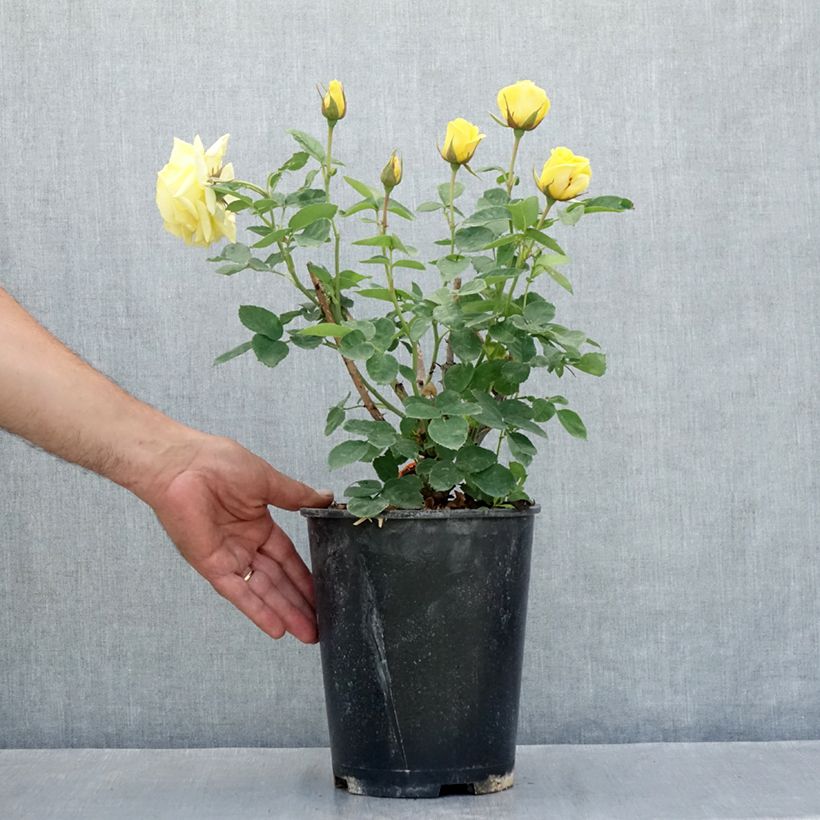 Rosa floribunda Carte d'Or - Floribunda Rose 4L/5L pot sample as delivered in summer