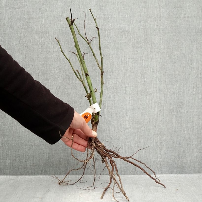 Rosa floribunda Carte d'Or - Floribunda Rose Bare root sample as delivered in winter