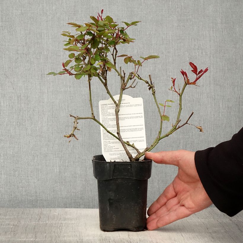 Rosa x polyantha Cherry Bonica 10cm/11cm pot sample as delivered in spring