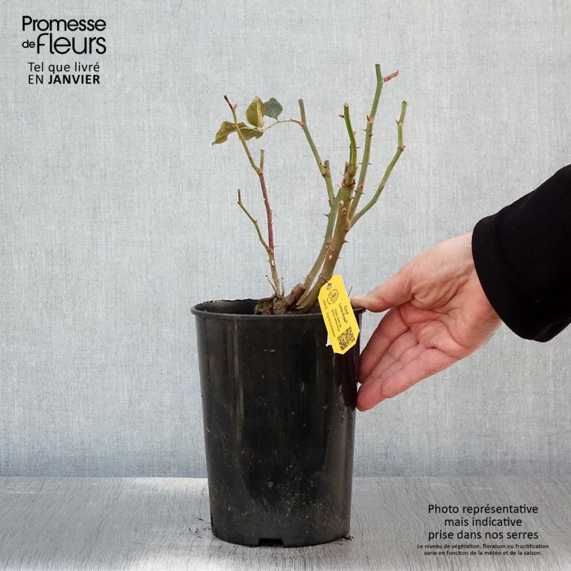 Rosa x floribunda Fantasia Coral Lions-Rose 'KORzwanlio' 3L/4L pot sample as delivered in winter