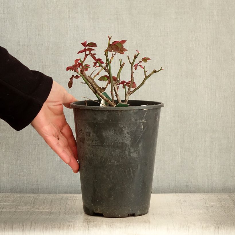 Rosa x floribunda 'Favorite' - Floribunda Rose 4L/5L pot sample as delivered in winter