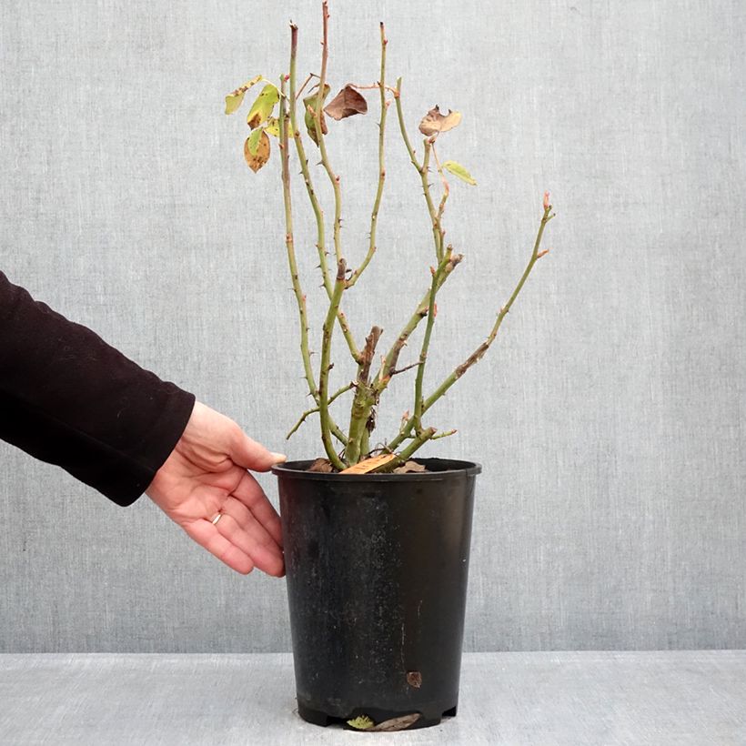 Rosa floribunda Flame Origami - Floribunda Rose 4L/5L pot sample as delivered in winter