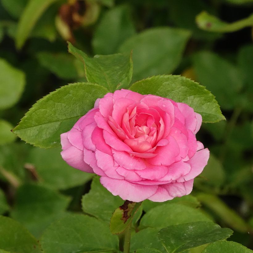 Rosa x floribunda Folle Courtisane Delparfroni (Flowering)