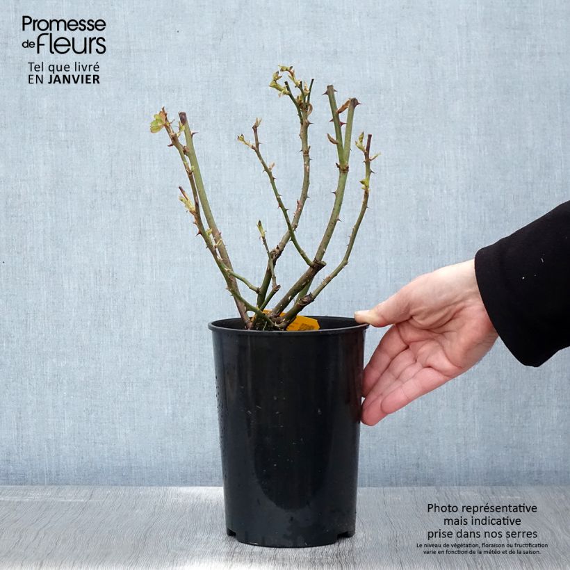 Rosa x floribunda 'Friesia' - Shrub Rose 2L/3L pot sample as delivered in winter