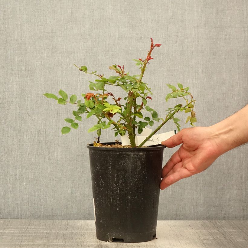 Rosa x floribunda 'Garance' - Shrub Rose 4L/5L pot sample as delivered in spring