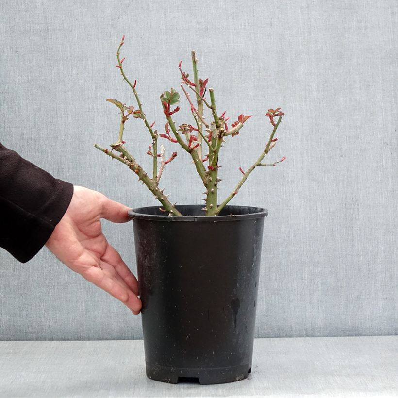 Rosa x floribunda 'Landlust' -  Floribunda Rose  4L/5L pot sample as delivered in winter