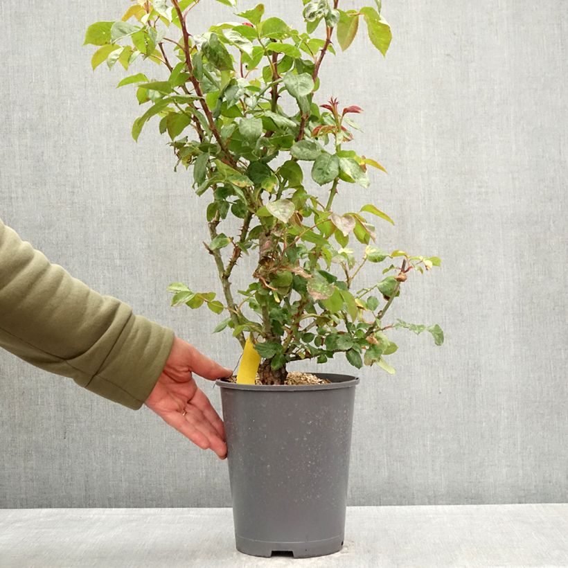 Rosa x floribunda Hot Cocoa Wekpaltlez 4L/5L pot sample as delivered in spring