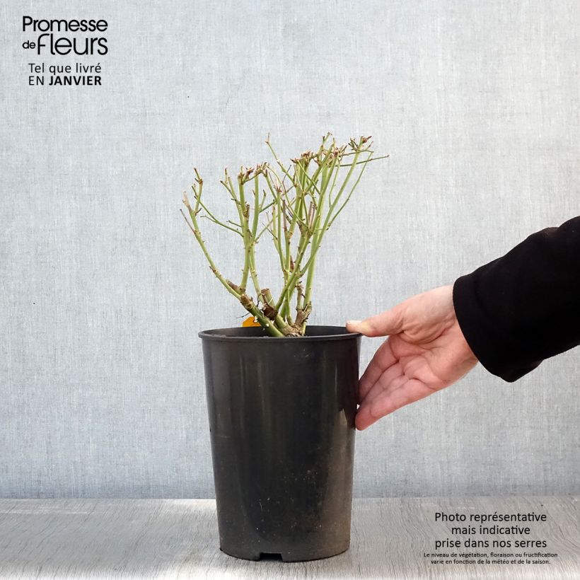 Rosa 'Fée des neiges' (Iceberg) - Shrub Rose 4L/5L pot sample as delivered in winter