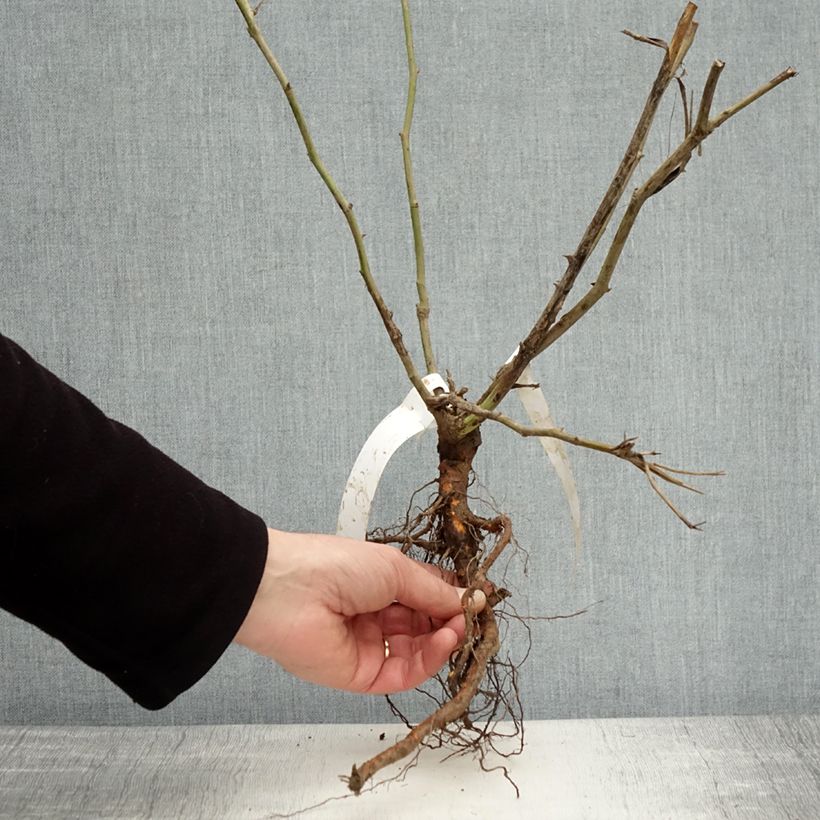 Rosa 'Fée des neiges' (Iceberg) - Shrub Rose Bare root sample as delivered in winter