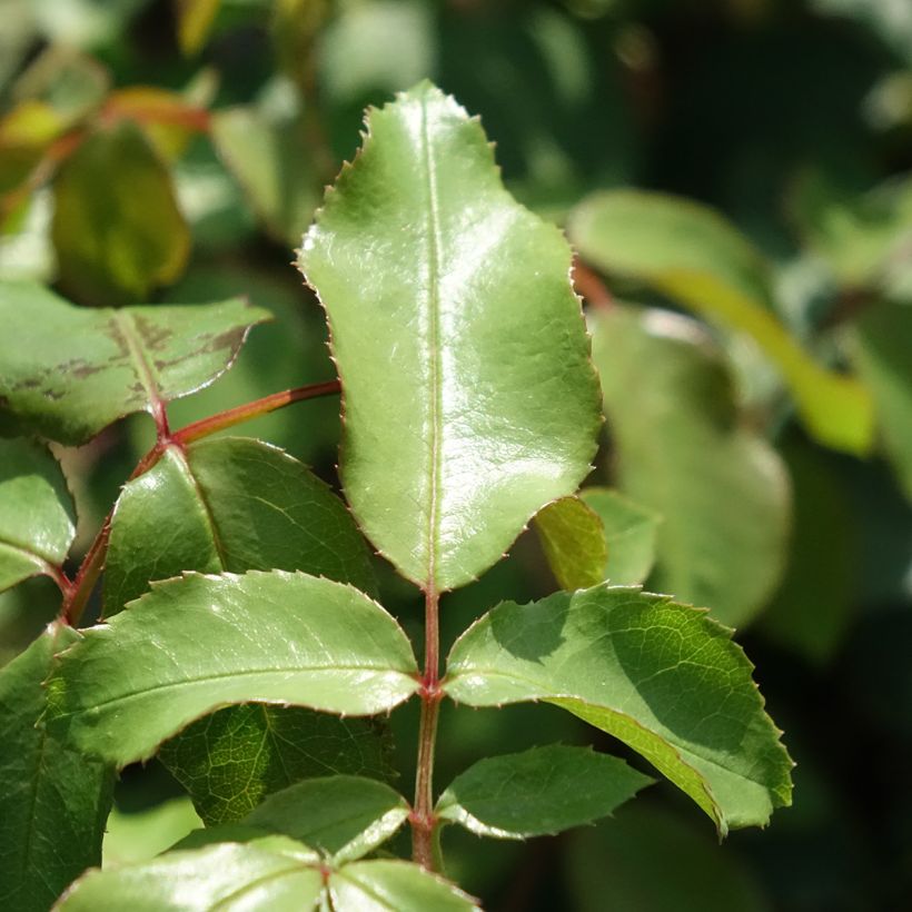 Rosa Jean Cocteau - Floribunda Rose (Foliage)