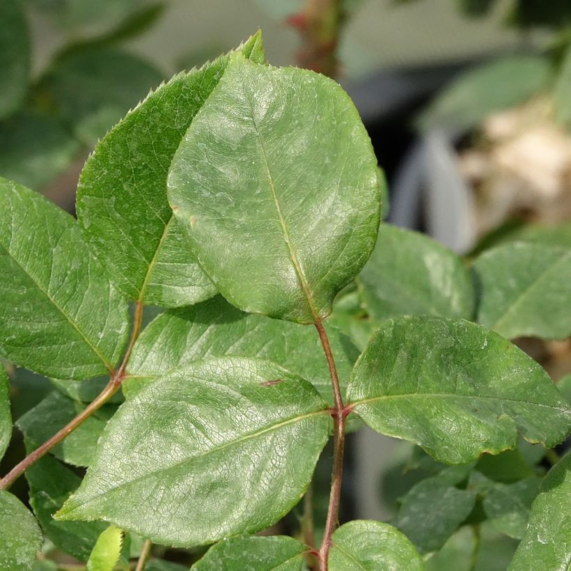 Rosa Julio Iglesias (Foliage)