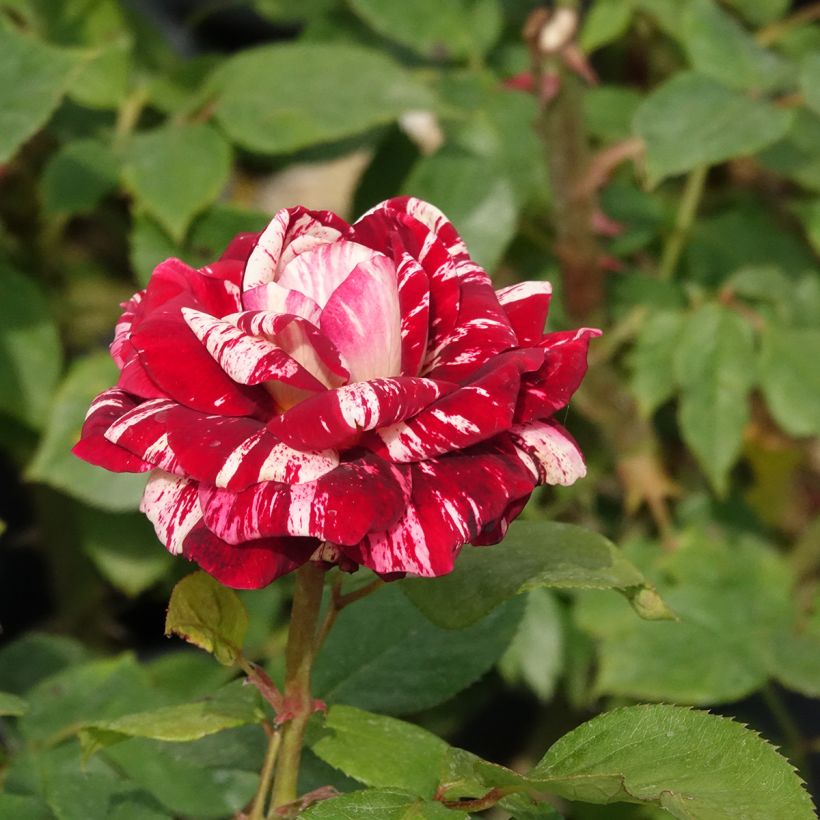 Rosa Julio Iglesias (Flowering)