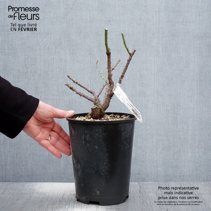 Rosa x floribunda La Sauvagine Terre et Passion - Floribunda Rose 4L/5L pot sample as delivered in winter