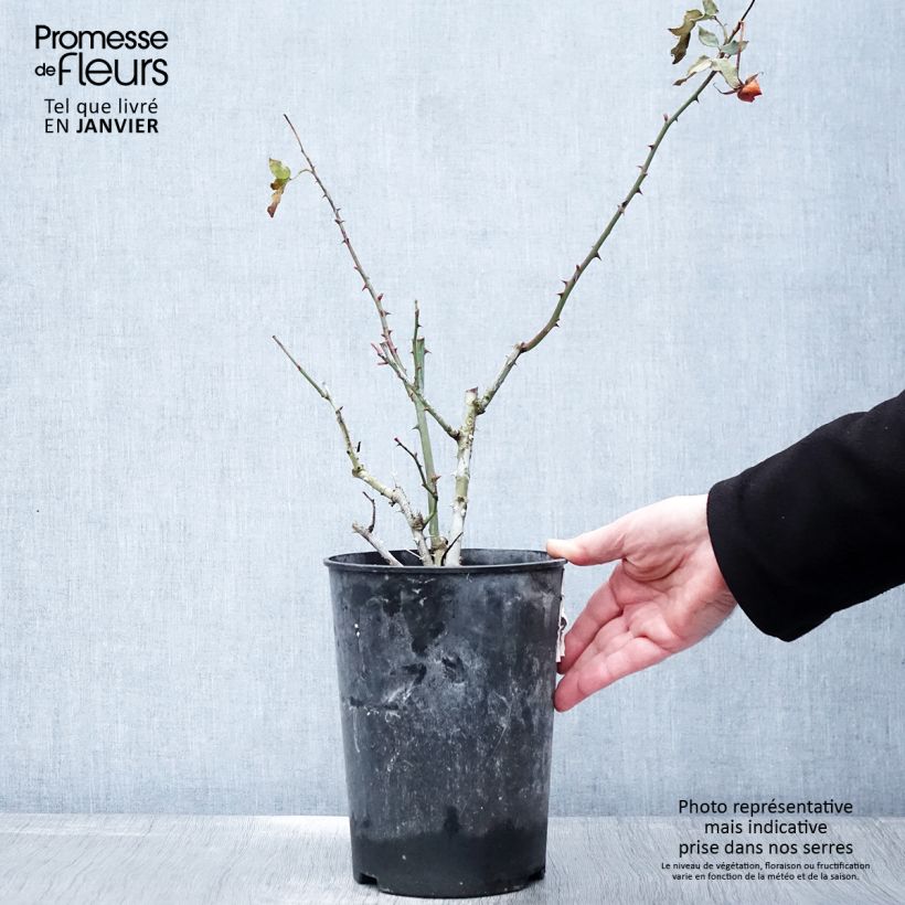 Rosa x polyantha La Sevillana - Polyantha Rose 2L/3L pot sample as delivered in winter