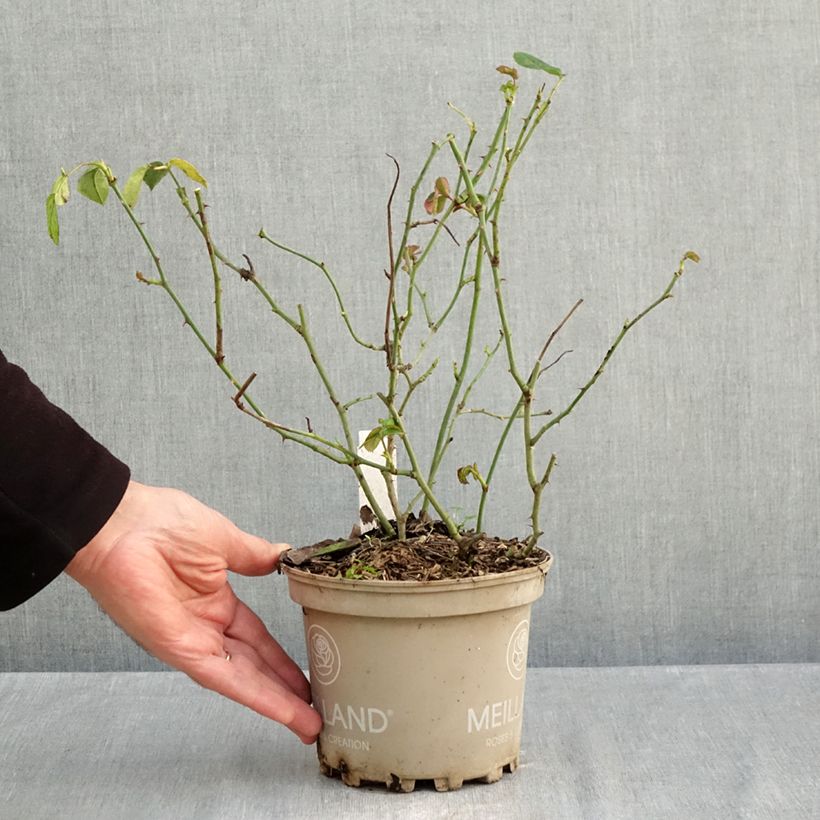 Rosa x polyantha La Sevillana - Polyantha Rose 2L/3L pot sample as delivered in autumn
