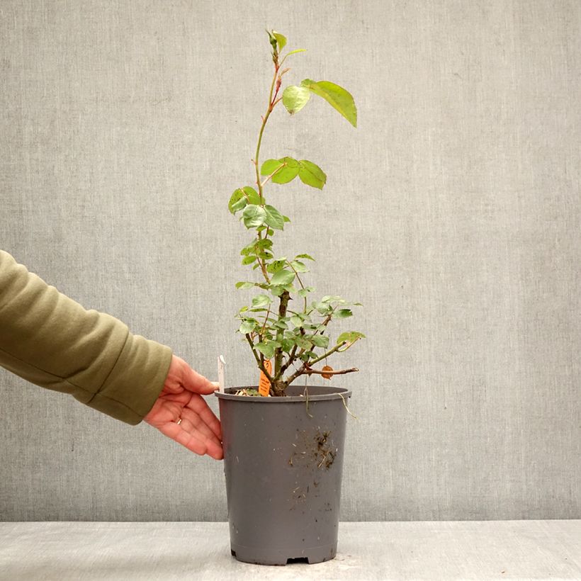 Rosa x polyantha La Sevillana - Polyantha Rose 4L/5L pot sample as delivered in spring
