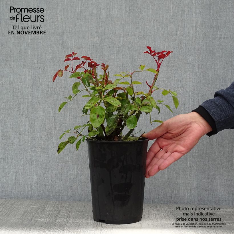 Rosa x floribunda Lili Marleen 4L/5L pot sample as delivered in autumn