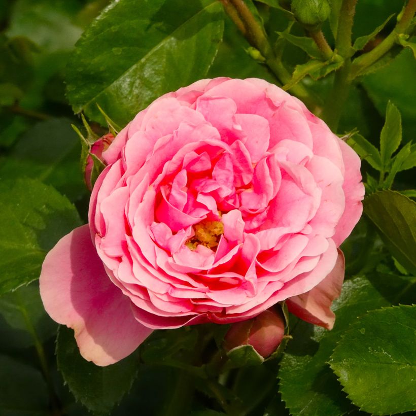 Rosa floribunda Manou Meilland - Floribunda Rose (Flowering)