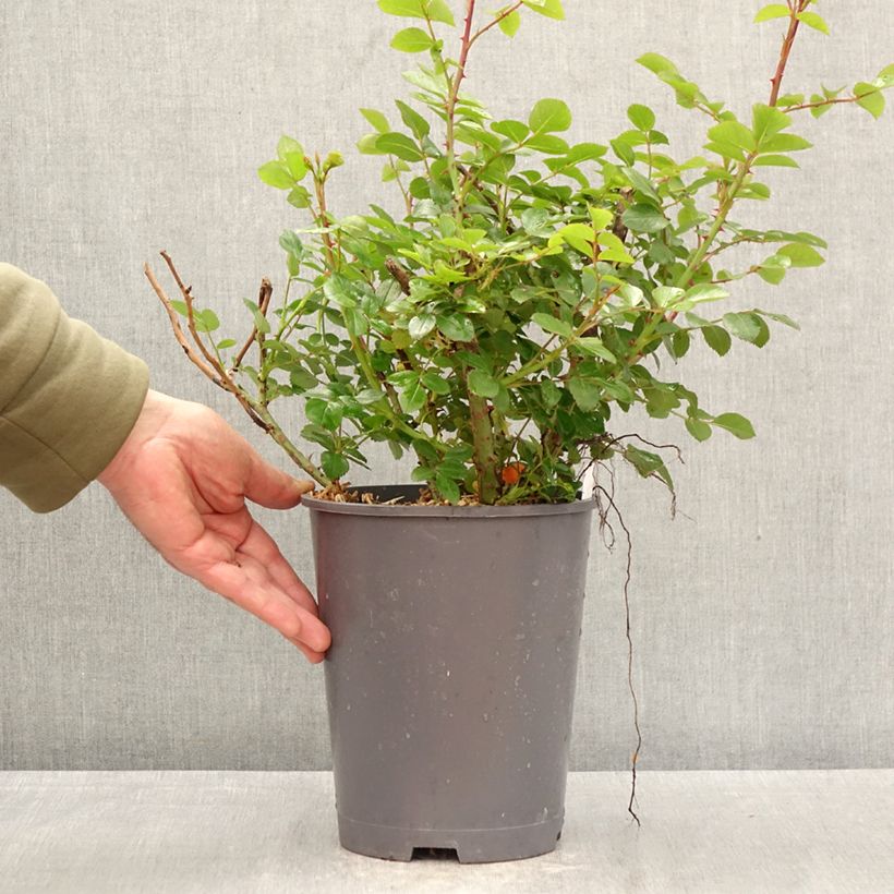 Rosa floribunda Manou Meilland - Floribunda Rose 4L/5L pot sample as delivered in spring