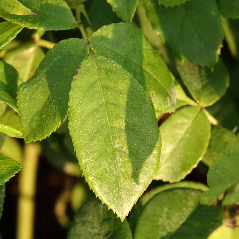 Rosa x polyantha 'Maria Mathilda' - Shrub Rose (Foliage)