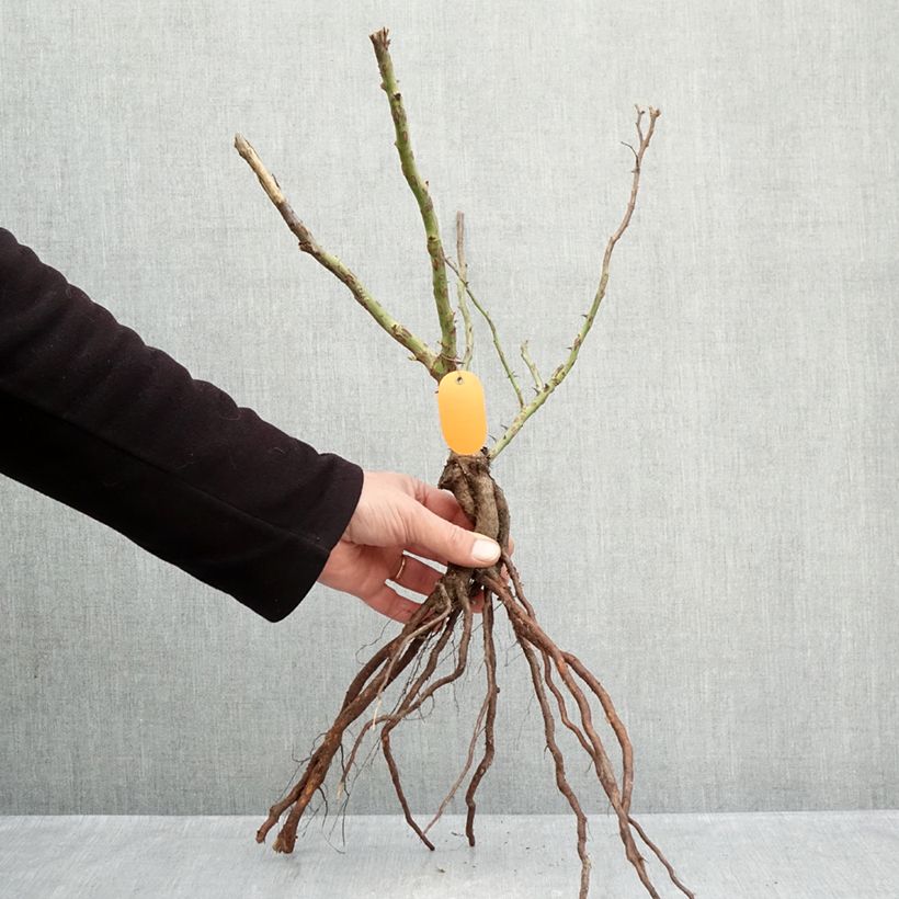 Rosa x floribunda Marie Curie - Floribunda Rose Bare root sample as delivered in winter